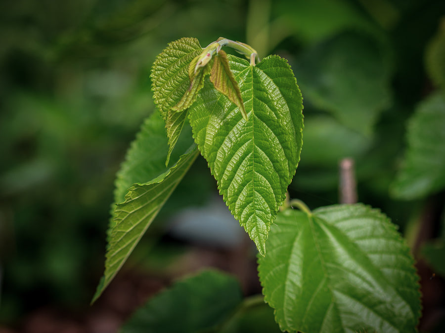 Maulbeere Illinois Everbearing — Morus alba x rubra 'Illinois Everbearing'