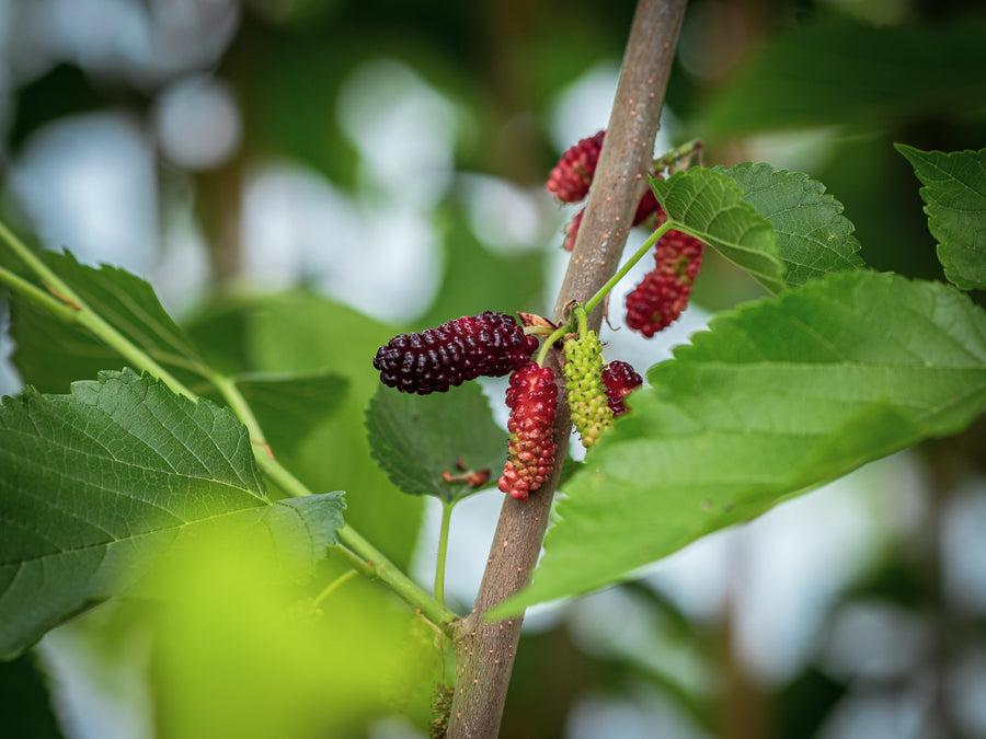 Maulbeere Illinois Everbearing — Morus alba x rubra 'Illinois Everbearing'