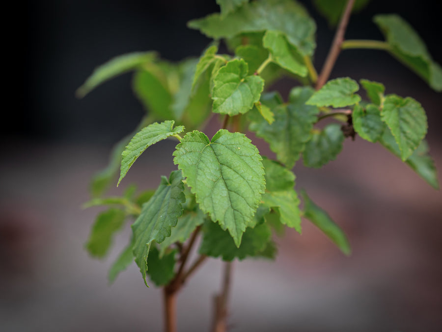 Schwarze Maulbeere — Morus nigra