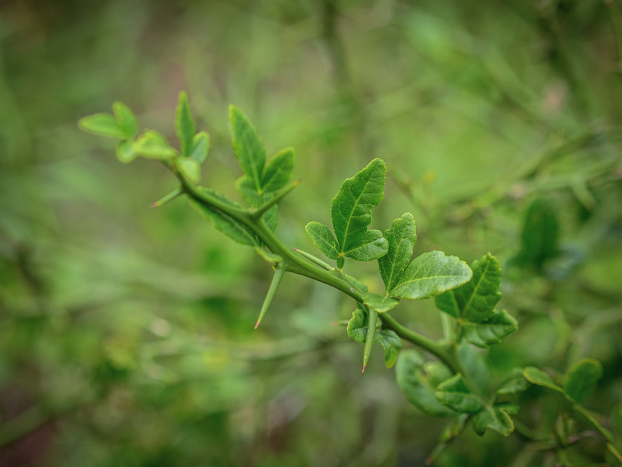 Dreiblättrige Orange — Poncirus trifoliata