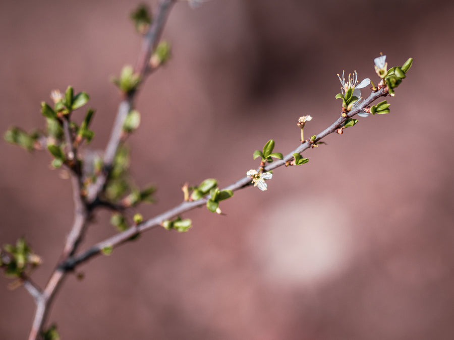 Schlehe — Prunus spinosa