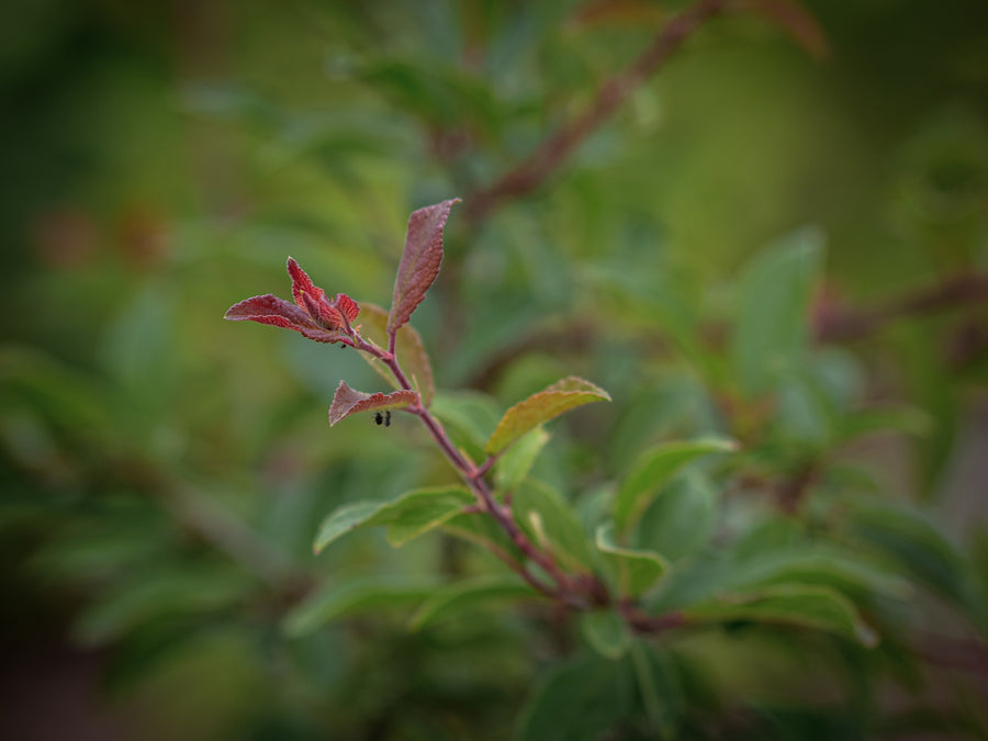 Schlehe — Prunus spinosa