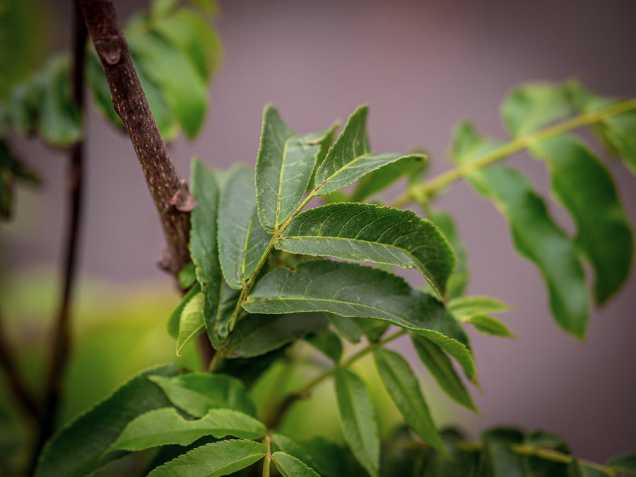 Kaukasische Flügelnuss — Pterocarya fraxinifolia