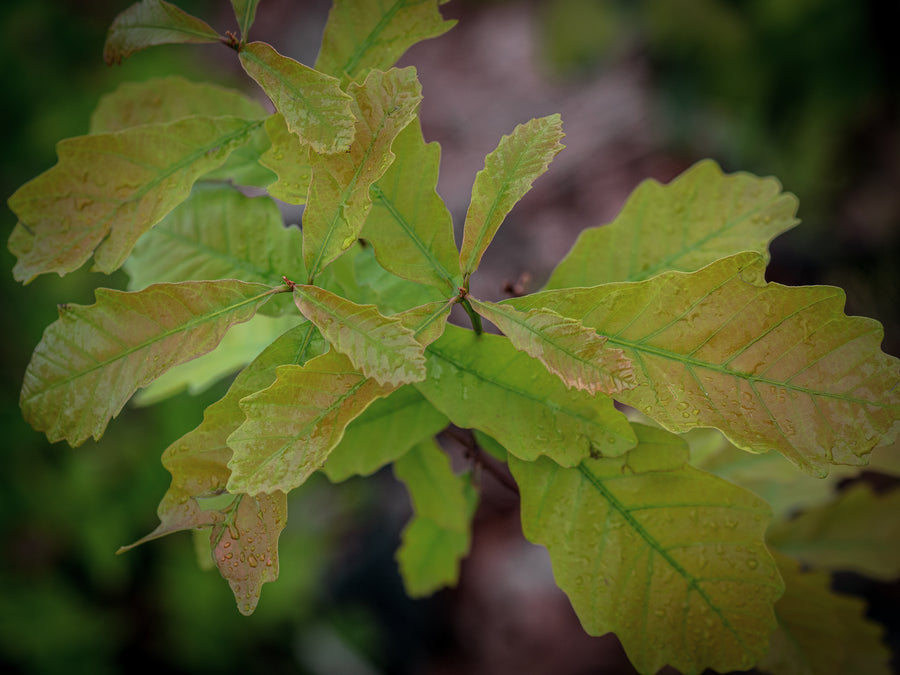 Zweifarbige Eiche — Quercus bicolor