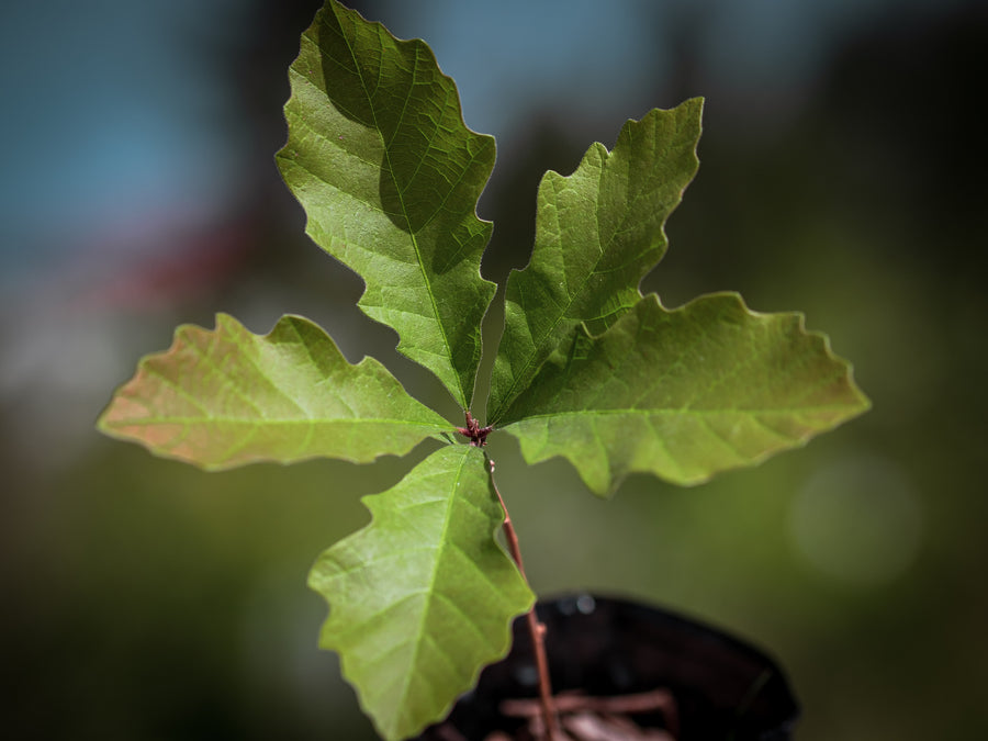 Großfrüchtige Eiche — Quercus macrocarpa