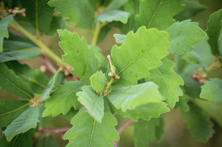 Wintergrüne Eiche