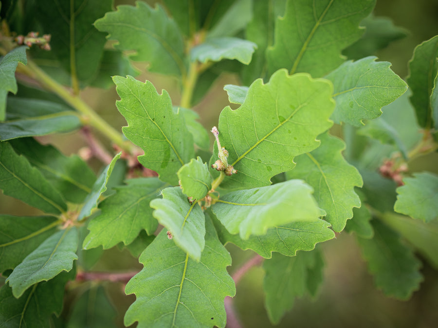 Wintergrüne Eiche — Quercus x turneri 