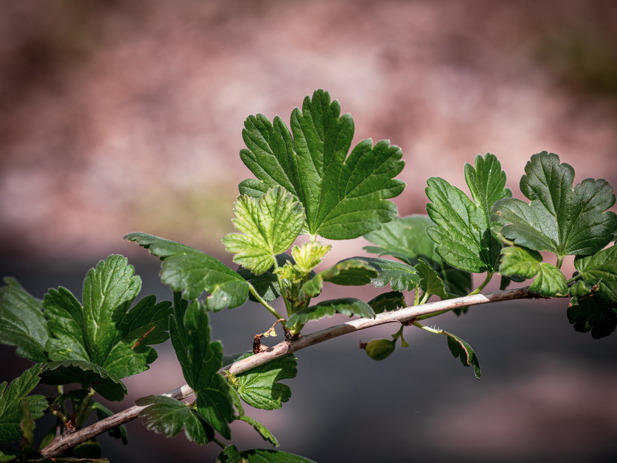 Russische Riesenbeere — Ribes divaricatum