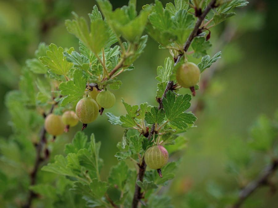 Stachelbeere Iron Monger — Ribes uva-crispa 'Iron Monger'