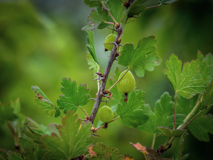 Stachelbeere Teardrop — Ribes uva-crispa 'Teardrop'
