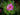 Kartoffelrose, Blüte im Detail