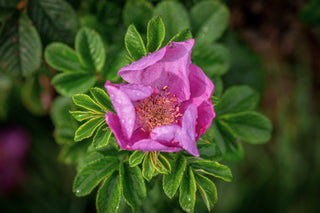 Kartoffelrose, Blüte im Detail