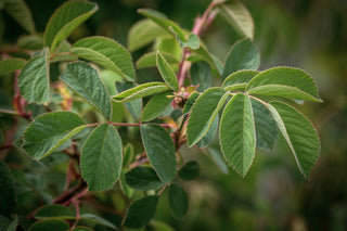 Apfelrose, Blätter im Detail
