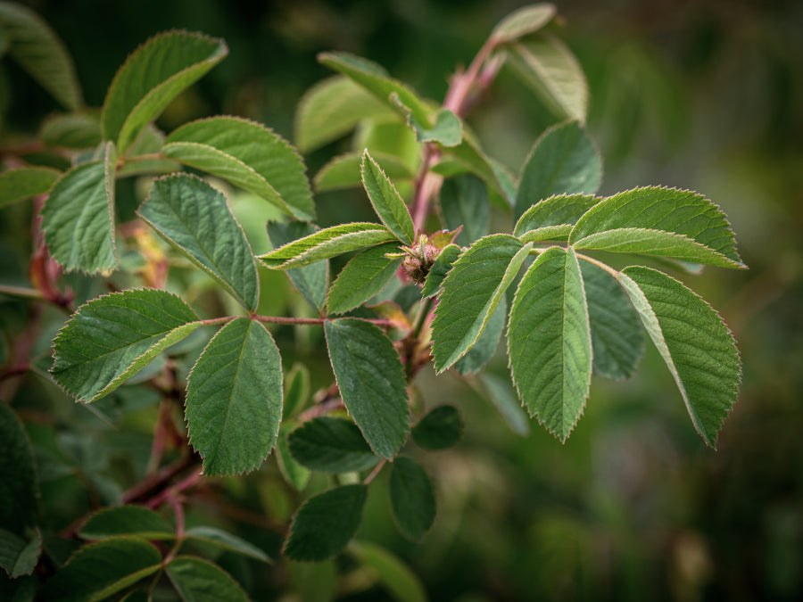 Apfelrose — Rosa villosa