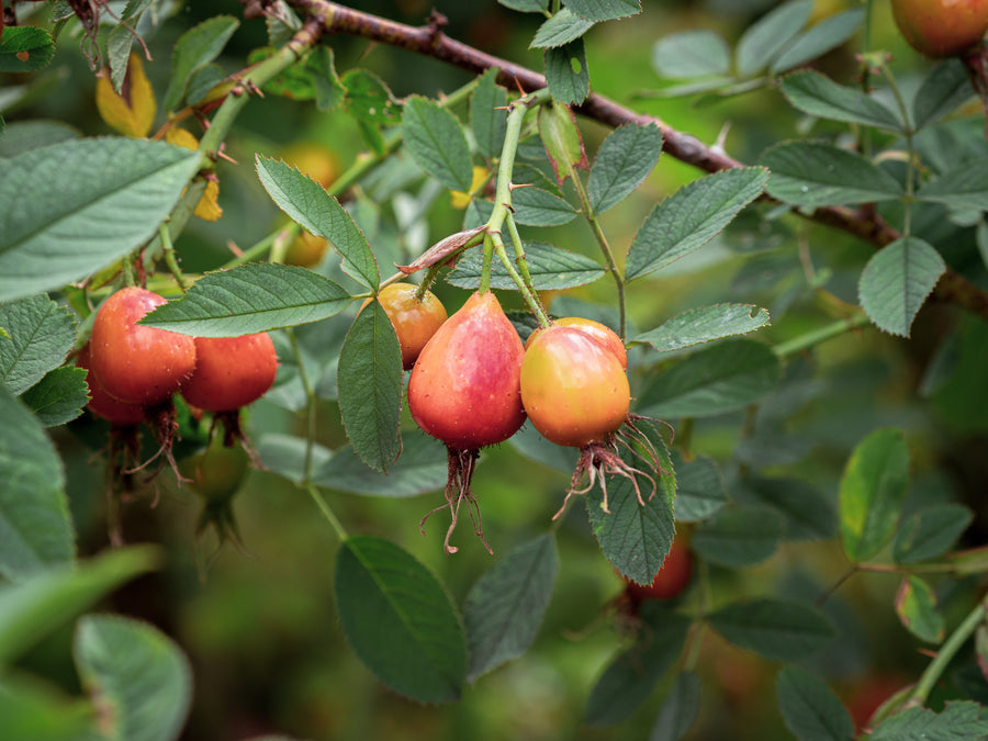 Apfelrose — Rosa villosa