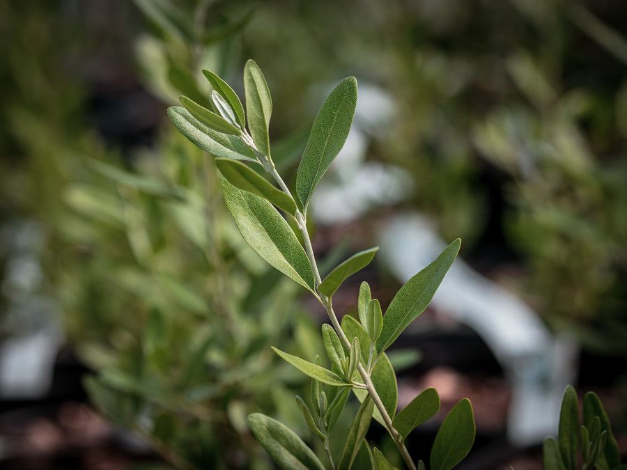 Silberbüffelbeere — Shepherdia argentea