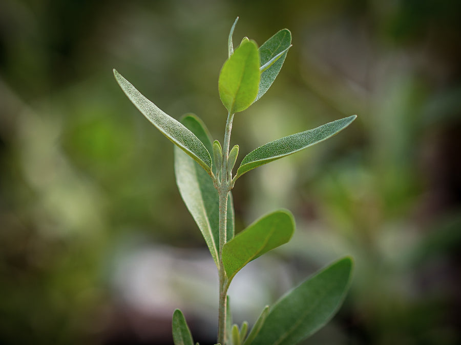 Silberbüffelbeere — Shepherdia argentea