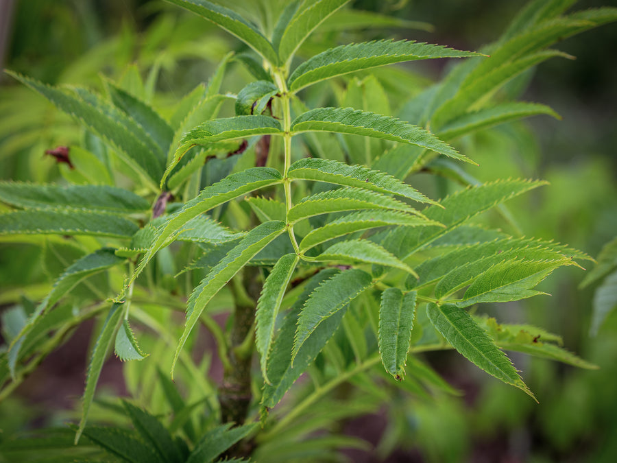 Japanische Eberesche Dodong — Sorbus commixta 'Dodong'