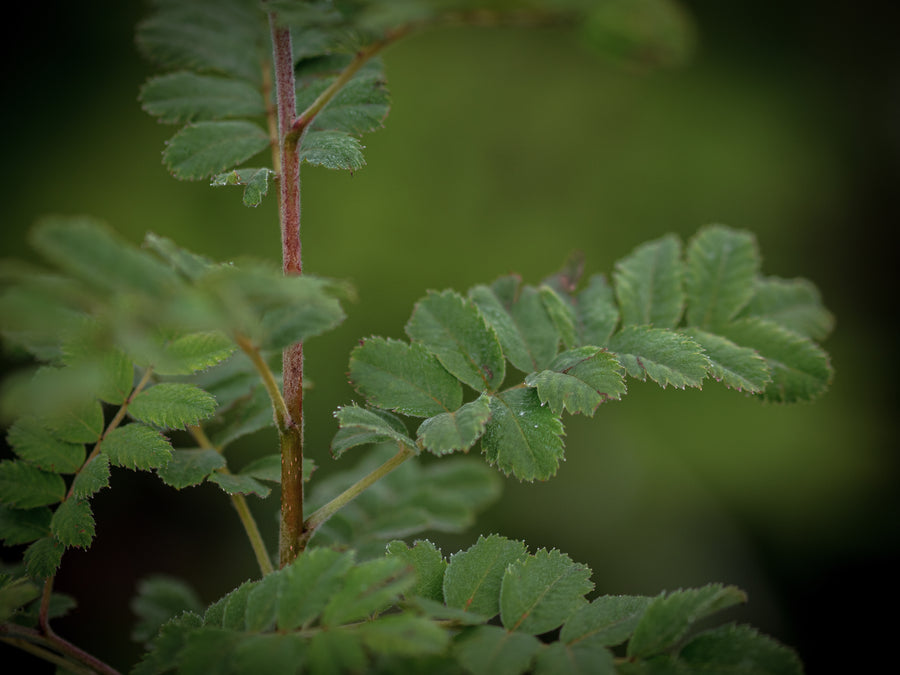 Speierling — Sorbus domestica