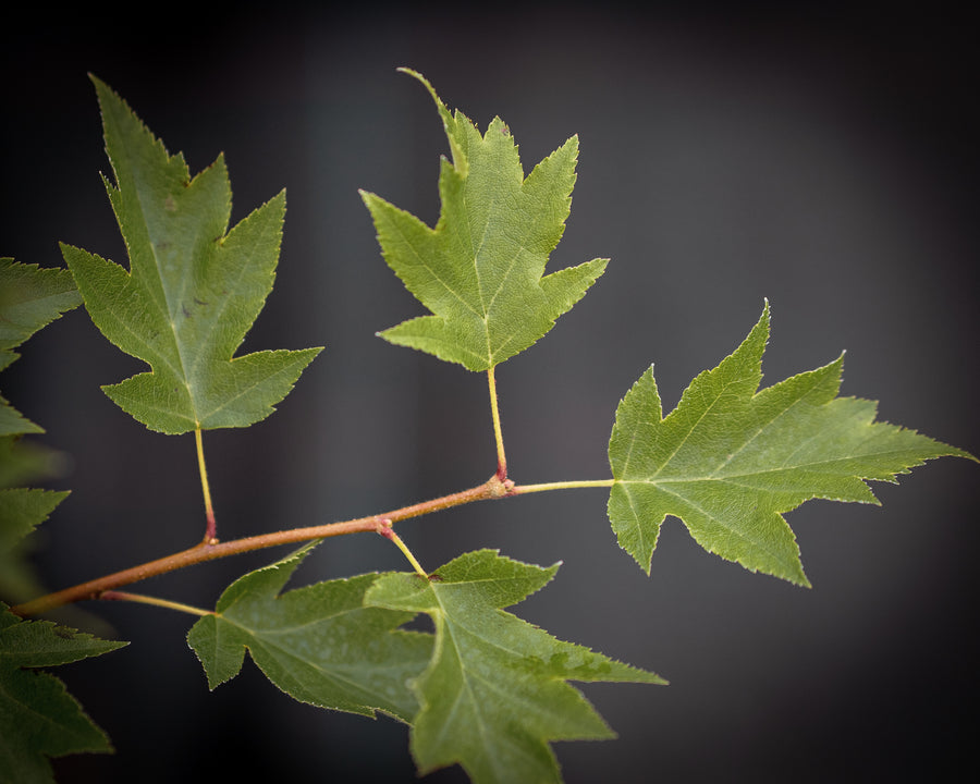 Elsbeere — Sorbus torminalis