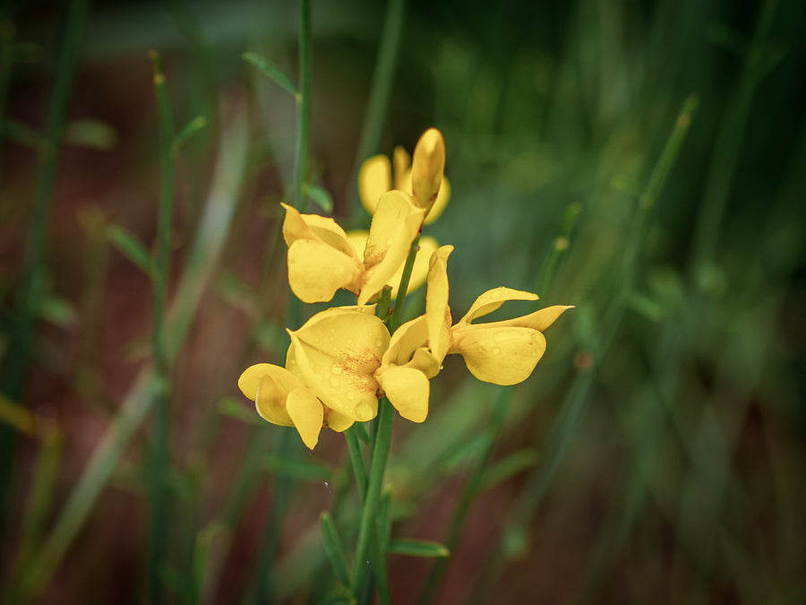 Spanischer Ginster — Spartium junceum