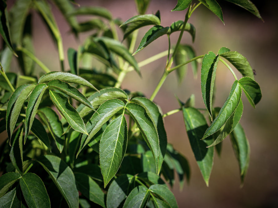 Kolchische Pimpernuss — Staphylea colchica