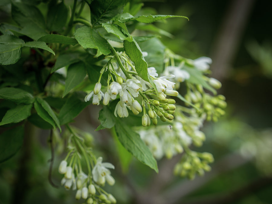 Kolchische Pimpernuss — Staphylea colchica