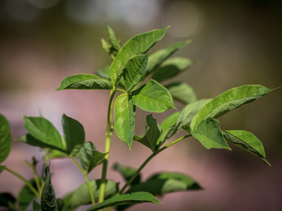 Gemeine Pimpernuss — Staphylea pinnata