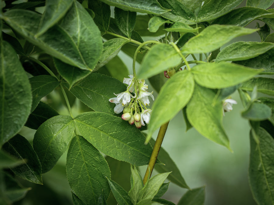 Gemeine Pimpernuss — Staphylea pinnata