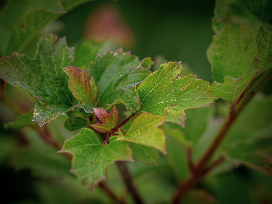 Gemeiner Schneeball — Viburnum opulus