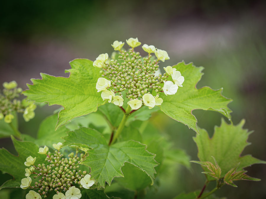 Gemeiner Schneeball — Viburnum opulus