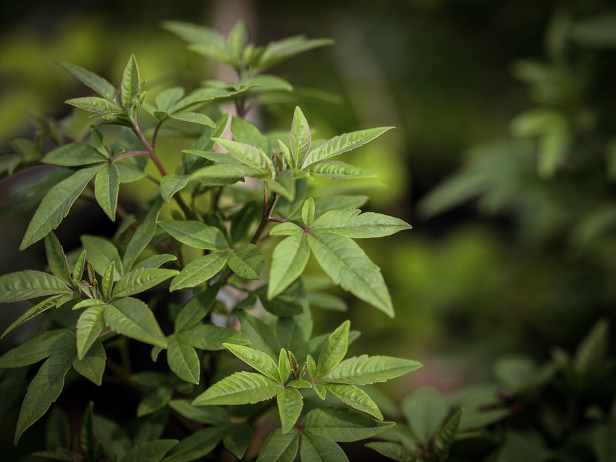 Mönchspfeffer — Vitex agnus-castus