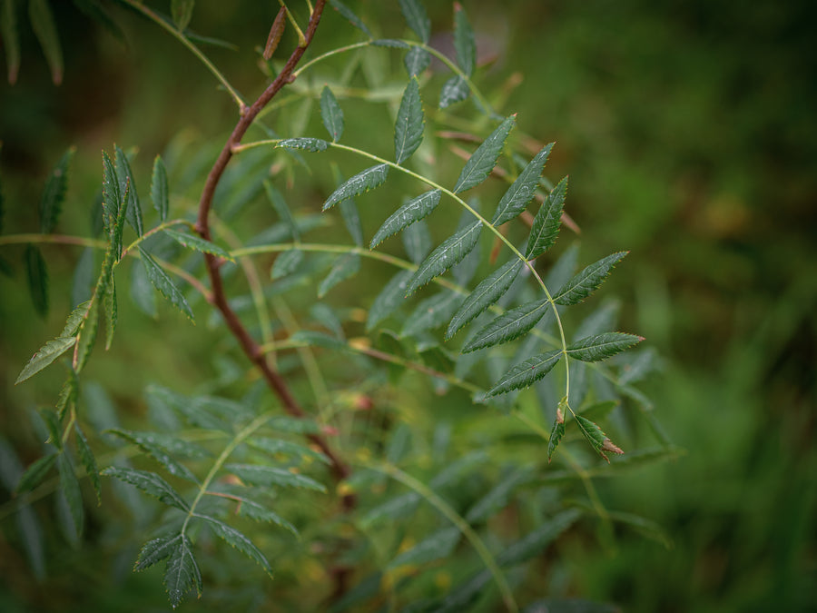 Gelbhornstrauch Shaanxi — Xanthoceras sorbifolium 'Shaanxi'
