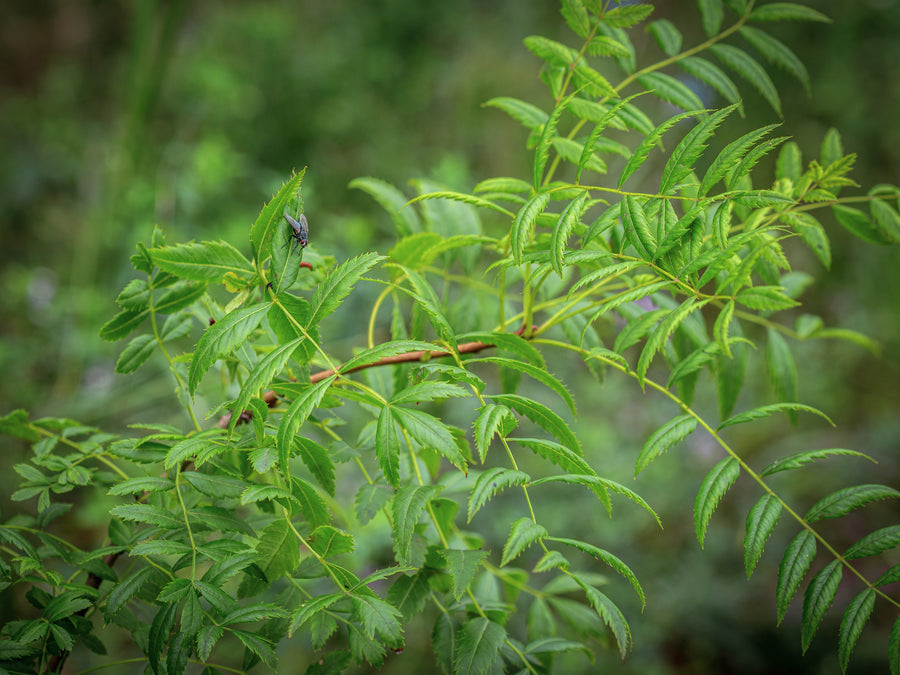 Gelbhornstrauch Shaanxi — Xanthoceras sorbifolium 'Shaanxi'