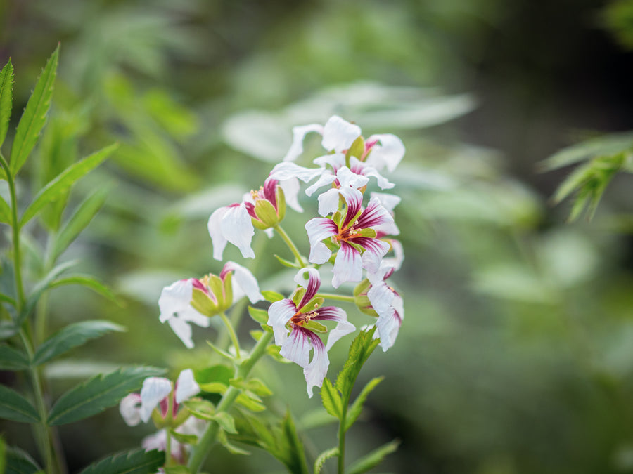Gelbhornstrauch Shaanxi — Xanthoceras sorbifolium 'Shaanxi'