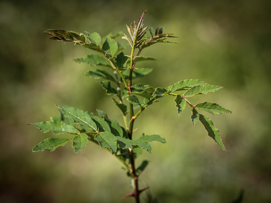 Amerikanischer Duftpfeffer — Zanthoxylum americanum