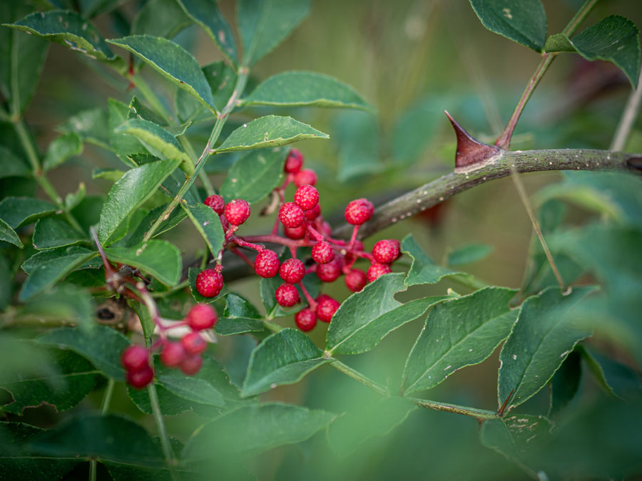 Amerikanischer Duftpfeffer — Zanthoxylum americanum
