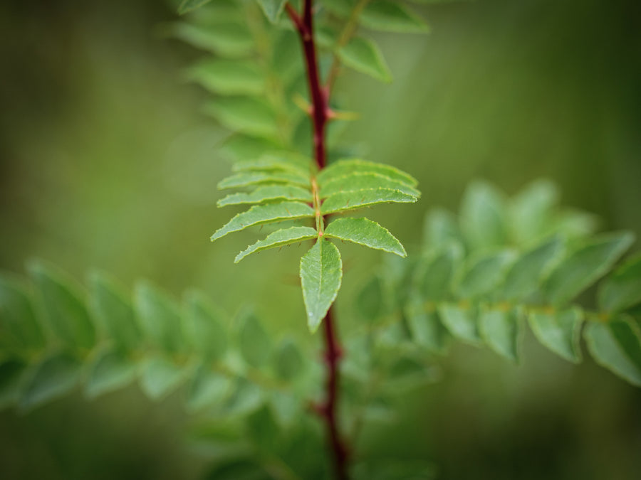 Japanischer Pfeffer — Zanthoxylum schinifolium