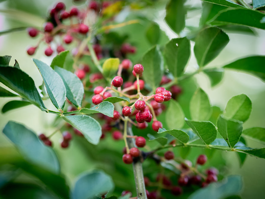 Grüner Szechuanpfeffer — Zanthoxylum schinifolium