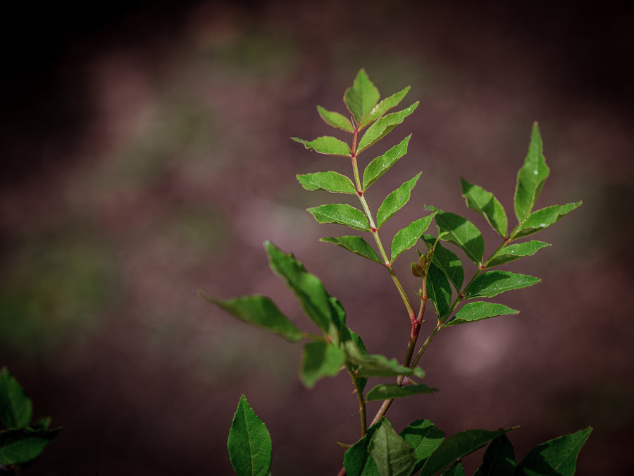 Chinesischer Szechuanpfeffer — Zanthoxylum simulans