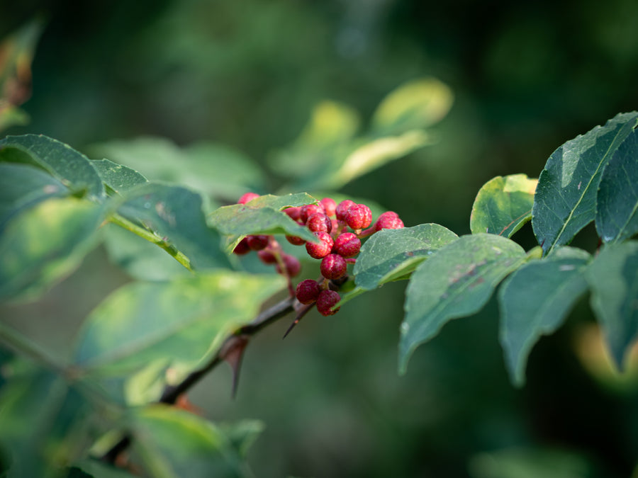 Chinesischer Szechuanpfeffer — Zanthoxylum simulans