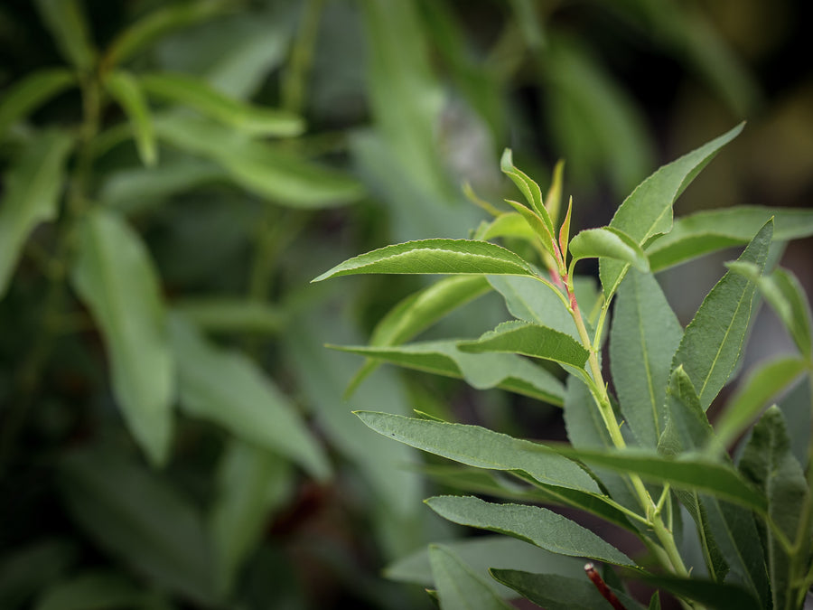 Mandel Ertragsstark — Prunus dulcis 'Ertragsstark' 