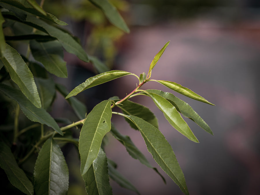 Mandel Budatétény — Prunus dulcis 'Budatétény'