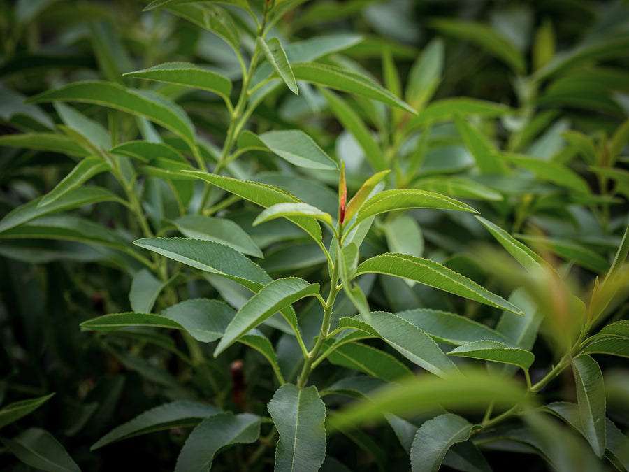 Mandel Rekord — Prunus dulcis 'Rekord'