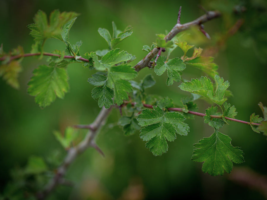 Eingriffeliger Weißdorn — Crataegus monogyna