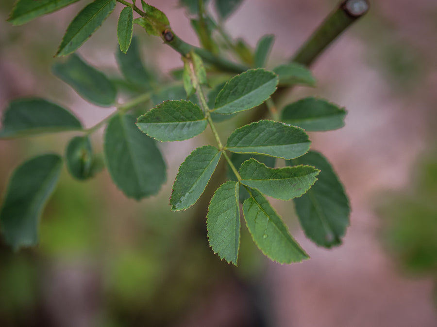 Hundsrose — Rosa canina