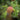 Hundsrose, Frucht im Detail
