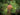 Hundsrose, Frucht im Detail