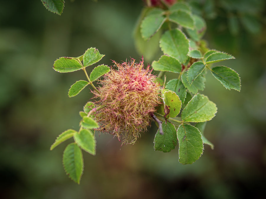 Hundsrose — Rosa canina