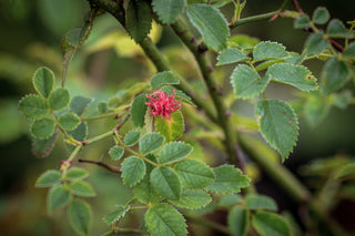 Hundsrose, Trieb mit Blättern und rötlicher Frucht